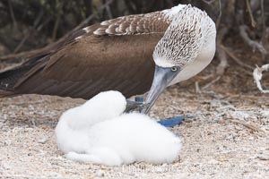 Blue-footed booby adult and chick, Sula nebouxii, North Seymour Island