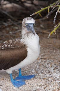 Blue-footed booby adult and chick. North Seymour Island, Galapagos Islands, Ecuador, Sula nebouxii, natural history stock photograph, photo id 16666