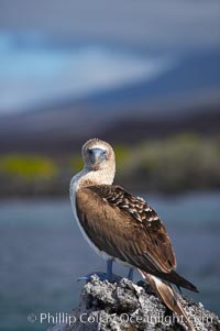 Blue-footed booby, Punta Albemarle. Isabella Island, Galapagos Islands, Ecuador, Sula nebouxii, natural history stock photograph, photo id 16667