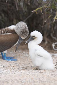 Blue-footed booby adult and chick, Sula nebouxii, North Seymour Island