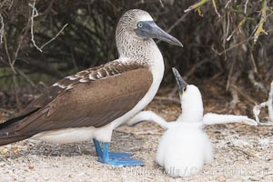Blue-footed booby adult and chick, Sula nebouxii, North Seymour Island