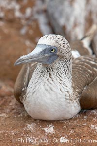 Blue-footed booby adult, Sula nebouxii, North Seymour Island