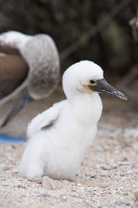 Blue-footed booby chick, Sula nebouxii, North Seymour Island