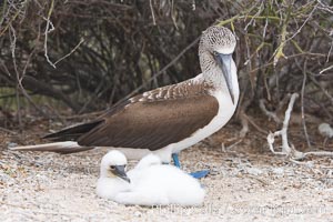 Blue-footed booby adult and chick, Sula nebouxii, North Seymour Island