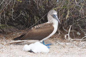 Blue-footed booby adult and chick, Sula nebouxii, North Seymour Island