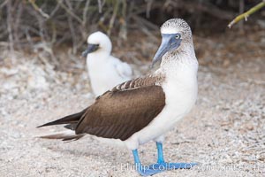 Blue-footed booby adult and chick, Sula nebouxii, North Seymour Island