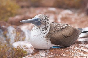 Blue-footed booby adult, Sula nebouxii, North Seymour Island