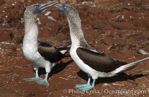 Blue-footed booby, courtship display. North Seymour Island, Galapagos Islands, Ecuador, Sula nebouxii, natural history stock photograph, photo id 01791