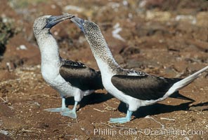 Blue-footed booby, courtship display. North Seymour Island, Galapagos Islands, Ecuador, Sula nebouxii, natural history stock photograph, photo id 01794