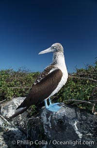 Blue-footed booby, Punta Suarez. Hood Island, Galapagos Islands, Ecuador, Sula nebouxii, natural history stock photograph, photo id 01798