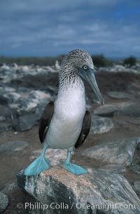 Blue-footed booby, Punta Suarez. Hood Island, Galapagos Islands, Ecuador, Sula nebouxii, natural history stock photograph, photo id 01801