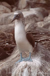 Blue-footed booby, Punta Suarez, Sula nebouxii, Hood Island