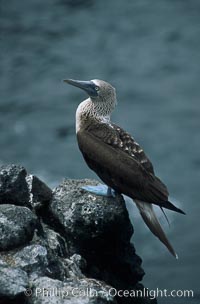 Blue-footed booby,  South Plaza Island, Sula nebouxii