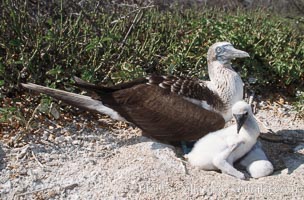 Blue-footed booby with chick, Sula nebouxii, North Seymour Island