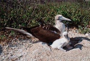 Blue-footed booby with chick, Sula nebouxii, North Seymour Island