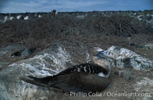 Blue-footed booby on nest, Punta Suarez, Sula nebouxii, Hood Island