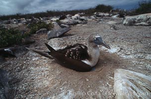 Blue-footed booby on nest, Punta Suarez, Sula nebouxii, Hood Island