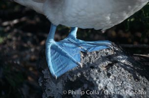 Blue-footed booby feet, Punta Suarez, Sula nebouxii, Hood Island