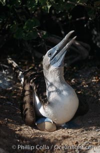 Blue-footed booby on nest, Punta Suarez, Sula nebouxii, Hood Island