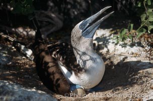 Blue-footed booby on nest, Punta Suarez, Sula nebouxii, Hood Island