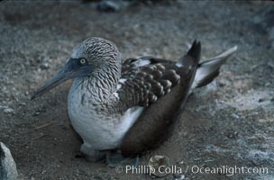 Blue-footed booby on nest, Punta Suarez, Sula nebouxii, Hood Island