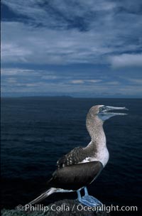 Blue-footed booby, Sula nebouxii
