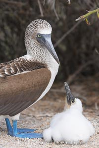 Blue-footed booby adult and chick, Sula nebouxii, North Seymour Island