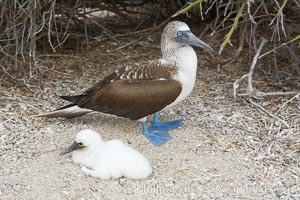 Blue-footed booby adult and chick, Sula nebouxii, North Seymour Island