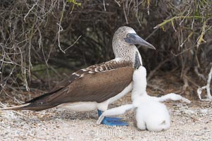 Blue-footed booby adult and chick, Sula nebouxii, North Seymour Island