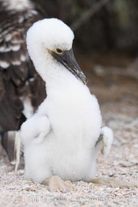 Blue-footed booby chick, Sula nebouxii, North Seymour Island