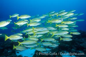 Schooling blue and gold snapper and Mexican goatfish, Lutjanus viridis, Mulloidichthys dentatus, Cocos Island