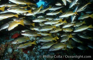 Blue and gold snapper, Lutjanus viridis, Cocos Island