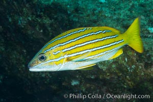 Blue and gold snapper, Sea of Cortez, Baja California, Mexico.
