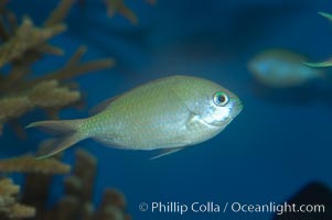 Blue green chromis, Chromis viridis