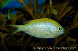 Blue green chromis, Chromis viridis