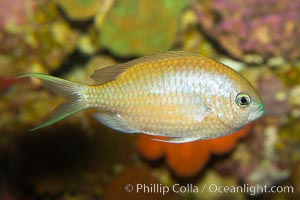 Blue-green chromis, Chromis viridis