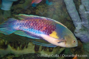 Blue-head fairy wrasse, Cirrhilabrus cyanopleura