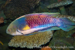 Blue-head fairy wrasse, Cirrhilabrus cyanopleura