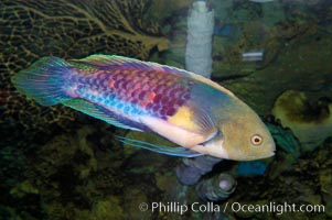 Blue-head fairy wrasse, Cirrhilabrus cyanopleura