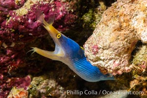 Blue ribbon eel, Rhinomuraena quaesita, leafnose moray eel, Fiji