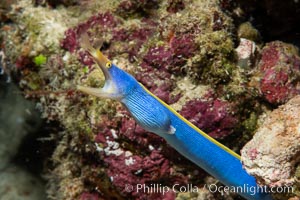 Blue ribbon eel, Rhinomuraena quaesita, leafnose moray eel, Fiji, Rhinomuraena quaesita, Namena Marine Reserve, Namena Island