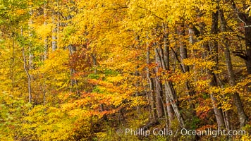 Blue Ridge Parkway Fall Colors, Asheville, North Carolina