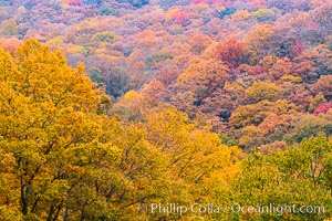 Blue Ridge Parkway Fall Colors, Asheville, North Carolina