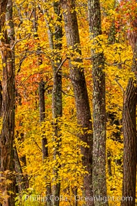 Blue Ridge Parkway Fall Colors, Asheville, North Carolina