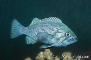 Blue rockfish, Sebastes mystinus