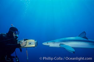 Blue shark (Prionace glauca) and underwater videographer, open ocean, San Diego, California