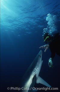 Blue shark, Prionace glauca, San Diego, California