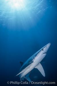 Blue shark underwater in the open ocean, Prionace glauca, San Diego, California