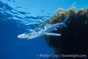 Blue shark swimming near kelp paddy, sunset, Baja California, Prionace glauca