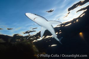 Blue shark in the open ocean, Baja California, Prionace glauca